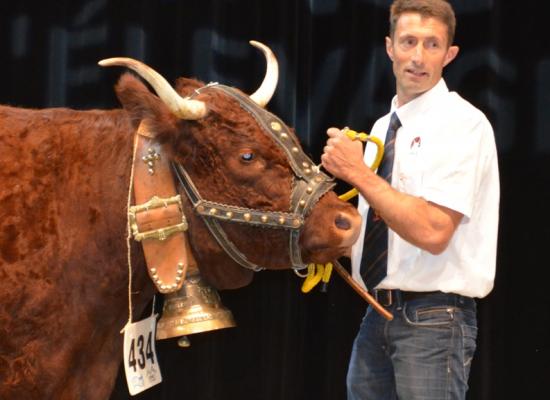 1er prix vaches suitées de 4 ans - HOSSIE - GAEC DE CONCHES