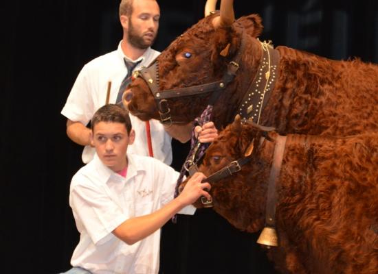 1er prix vaches suitées de 5-6 ans - GALANTE - GAEC JARRIGE