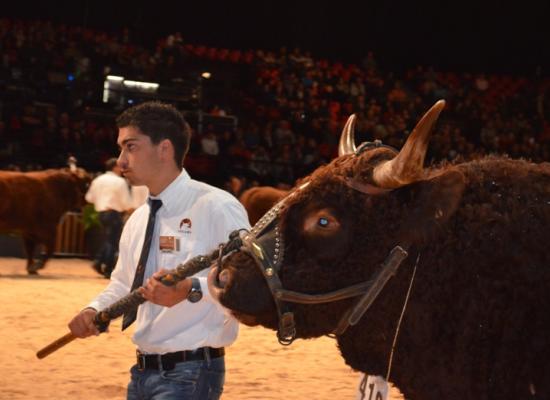 4ème prix taureaux adultes - GASPARD - GAEC BREUIL DE RIGIER