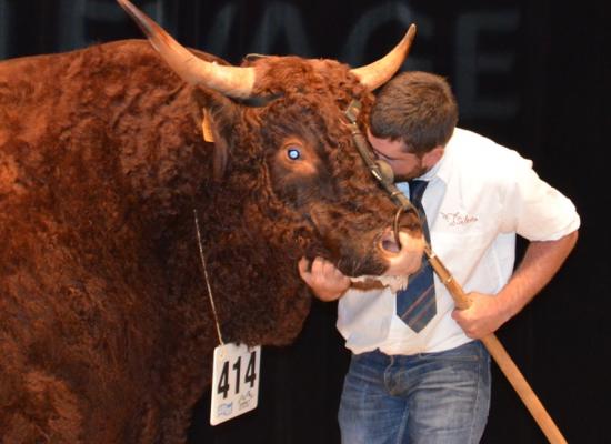 1er prix taureaux adultes - HERODE - GAEC PHIALIP 