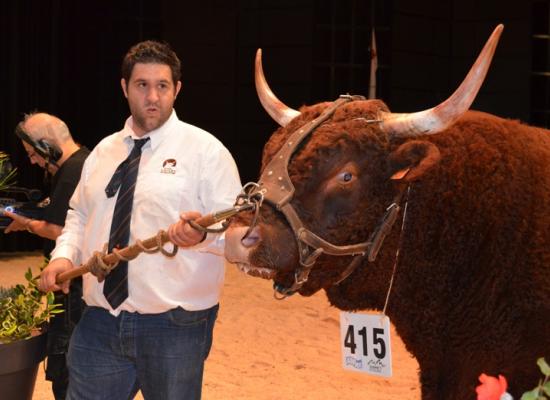 3ème prix taureaux adultes - HERMES - GAEC ROUGIER