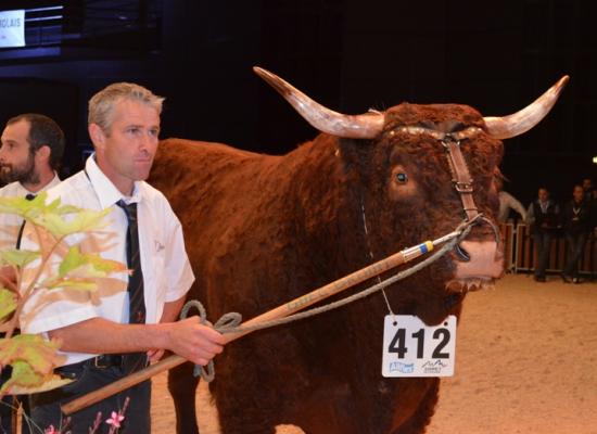 2ème prix taureaux adultes - HANNIBAL - EARL BRIHAT