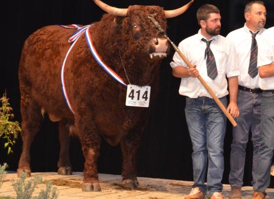 Championnat mâle - HERODE - GAEC PHIALIP