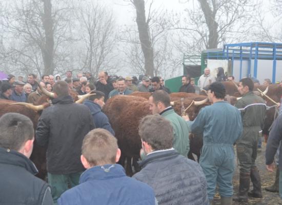 chargement des animaux pour le salon de l'agriculture 2016