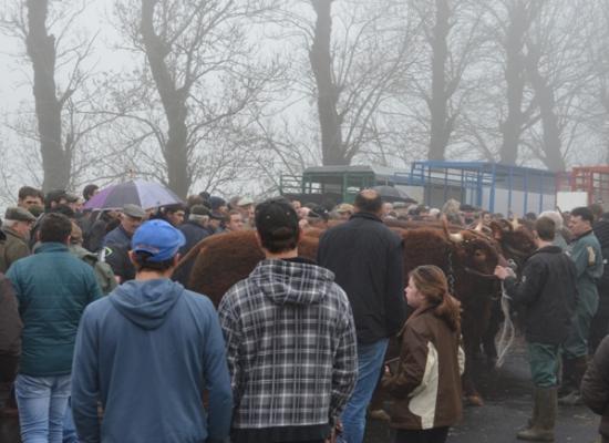 chargement des animaux pour le salon de l'agriculture 2016