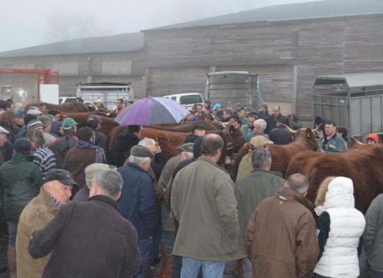 chargement des animaux pour le salon de l'agriculture 2016