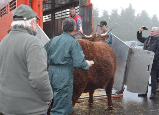 chargement des animaux pour le salon de l'agriculture 2016