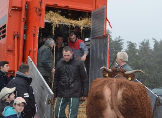 chargement des animaux pour le salon de l'agriculture 2016