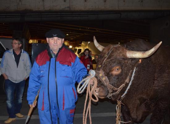 arrivée et déchargement des animaux a paris 