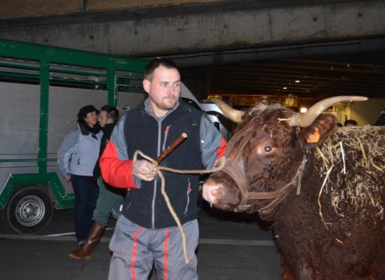 arrivée et déchargement des animaux a paris 