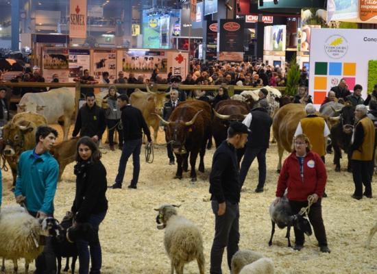 Première sortie sur le ring et présentation toutes races