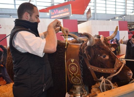 Préparation des animaux avant le concours du mercredi 2 mars