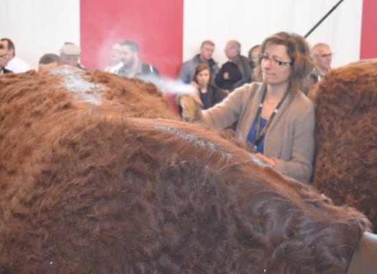 Préparation des animaux avant le concours du mercredi 2 mars