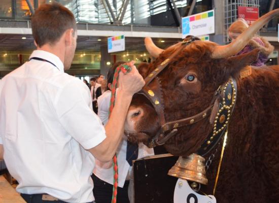 Préparation des animaux avant le concours du mercredi 2 mars