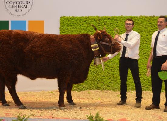 1er prix vaches de 3 ans - IVRESSE du GAEC DAYRAL HERVE et MICHEL (15)