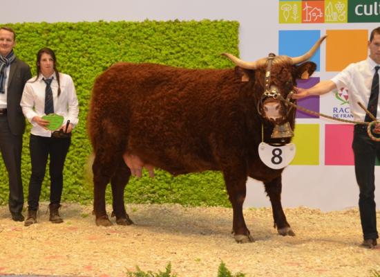 1er prix vaches de 4 ans - HEUREUSE - GAEC DUFFAYET (15)