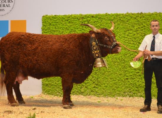1er prix vaches agées - EUGENIE du GAEC DUVAL CLAUDE PERE ET FILS