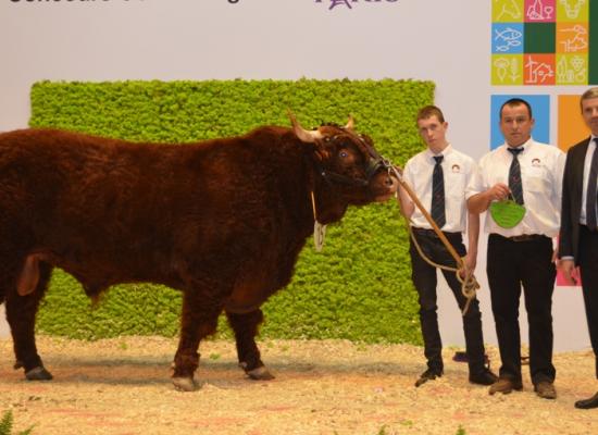 1er prix taureaux jeunes - IMPECCABLE du GAEC LACOMBE DE CROS (15)