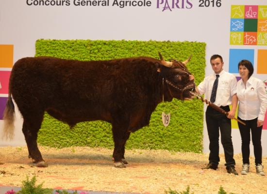 1er prix taureaux agés - HERMES du GAEC MALACAN VAN SIM (15)