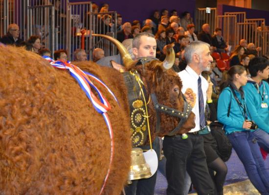 Prix de rappel de championnat femelle - EUGENIE du GAEC DUVAL CLAUDE PERE ET FILS (15)