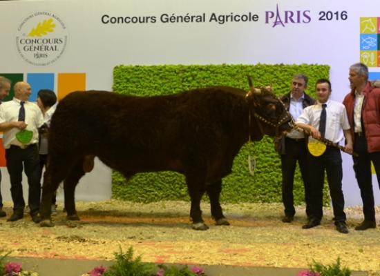 Prix de championnat mâle - HERMES du GAEC MALACAN VAN SIM (15)