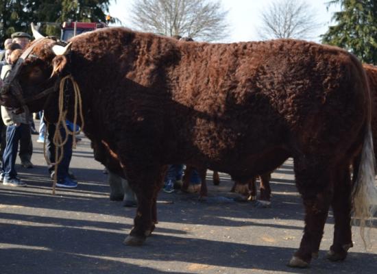 chargement salon de l'agriculture 2017