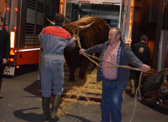 arrivée des animaux au salon 