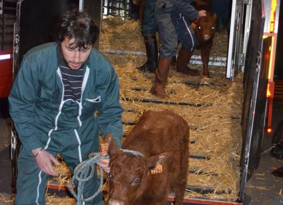 arrivée des animaux au salon 