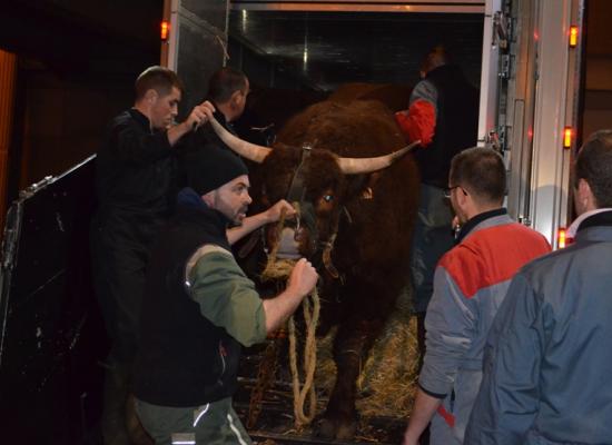 arrivée des animaux au salon 