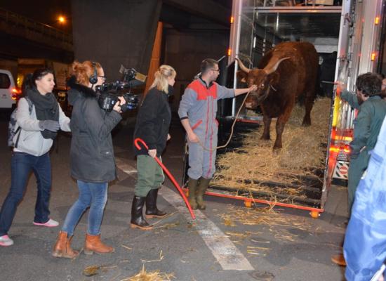 arrivée des animaux au salon 