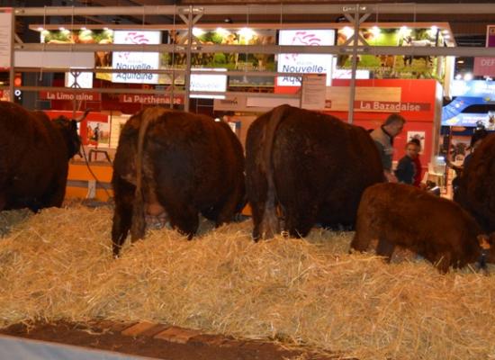 arrivée des animaux au salon 