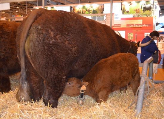 arrivée des animaux au salon 