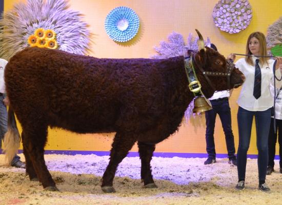 1er Prix vaches jeunes - JICKY - Franck TERRASSE (43)