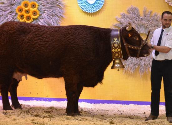 1er Prix vaches âgées - GRACIEUSE - GAEC FOURTET DAVID (19)