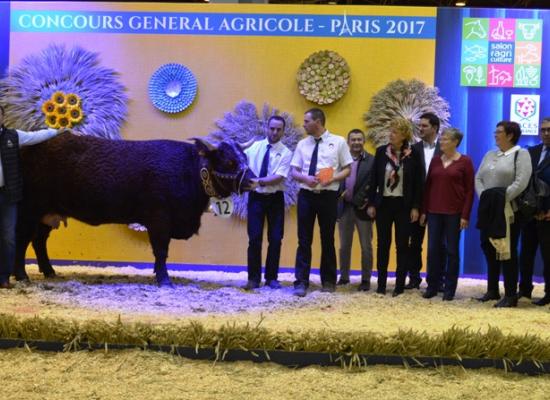 Prix de rappel de championnat femelle - GRACIEUSE - GAEC FOURTET DAVID (19)