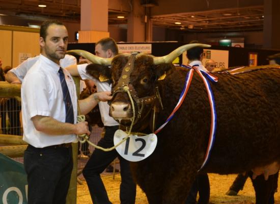 Prix de rappel de championnat femelle - GRACIEUSE - GAEC FOURTET DAVID (19)