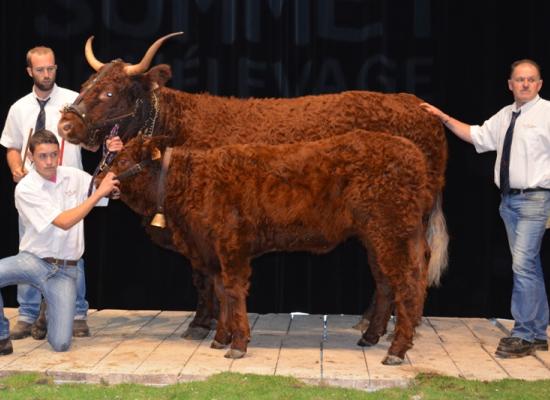 1er prix vaches suitées de 5-6 ans - GALANTE - GAEC JARRIGE