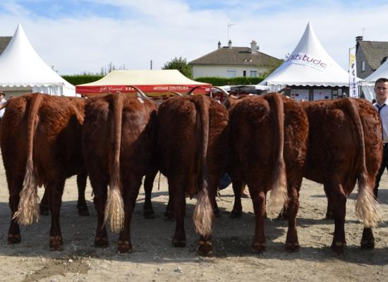 1er prix groupe de vaches