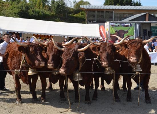 1er prix groupe de vaches