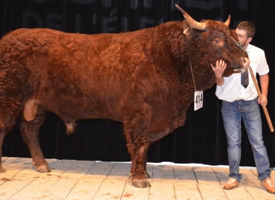 1er prix taureaux adultes - HERODE - GAEC PHIALIP 