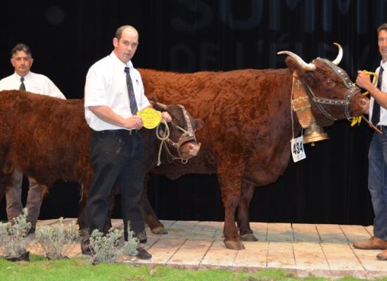1er prix vaches suitées de 4 ans - HOSSIE - GAEC DE CONCHES
