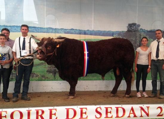 1er prix mâle de 3 à 4 ans et prix d'honneur mâle adulte - IDEAL - EARL PATE