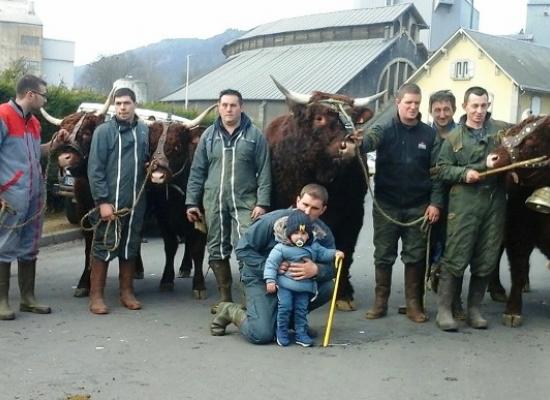 chargement des animaux à murat