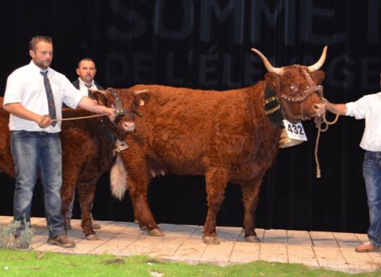 1er prix vaches suitées de 3 ans - IRLANDE - GAEC PHIALIP