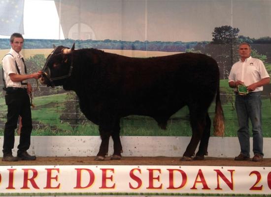 1er prix mâle de 2 à 3 ans - JONCOUX - GAEC LANGE