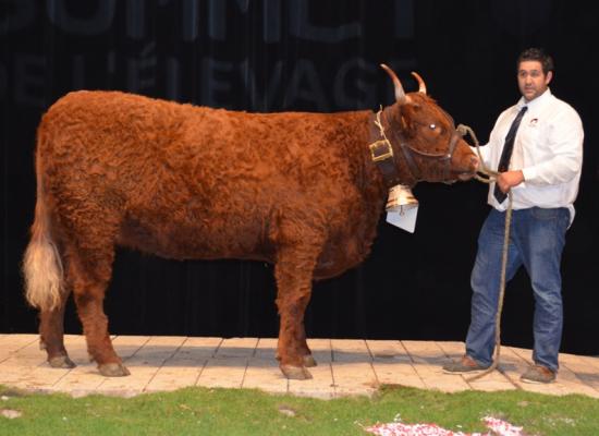 1er prix doublonnes - JONQUILLE - GAEC ROUGIER (15)