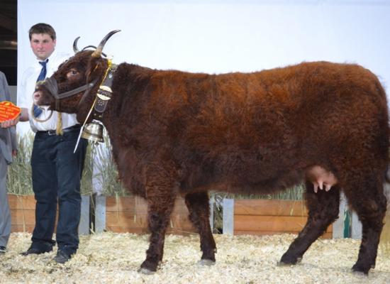 1er prix vache de 3 ans