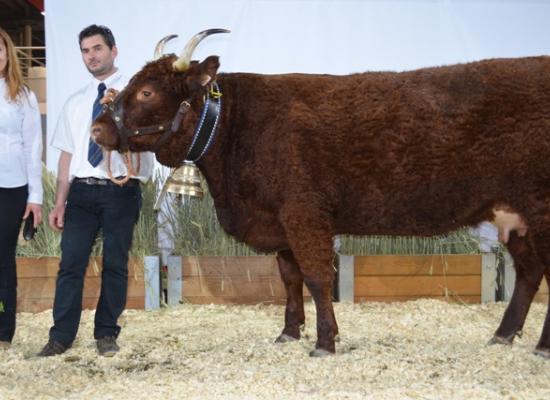 1er prix vaches de 4 ans