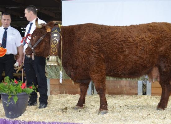 1er prix vaches âgées