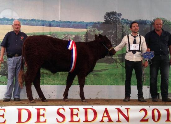 1er prix femelles de moins d'1 an Groupe C et prix d'honneur femelle jeune - LAMBINE - PONCIN GEOFFREY (08)